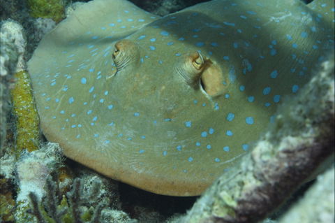 Fitzroy Island Dive Site - Tourism Canberra 0