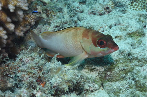Fitzroy Island Dive Site - Tourism Canberra 1