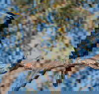 Greenough River Nature Trail - Tourism Canberra