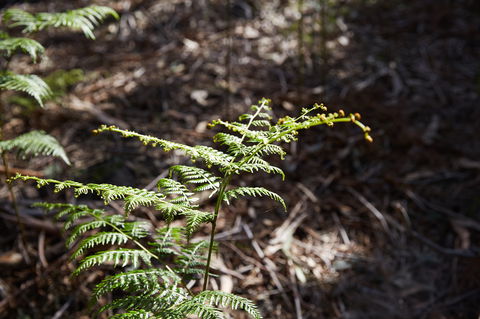 Langwarrin Flora And Fauna Reserve Walking Trails - Tourism Canberra 0