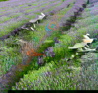 Lavandula Swiss Italian Farm - Tourism Canberra