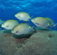 Lodestone Reef - Tourism Canberra