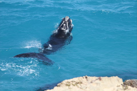 Nullarbor National Park - Tourism Canberra 2