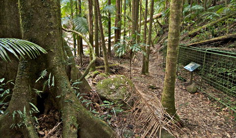 Palm Forest Walking Track - Tourism Canberra 0