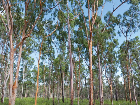 Pilliga Forest - Tourism Canberra 1
