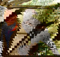 Raptor Domain - Tourism Canberra