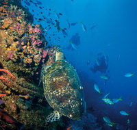 SS Yongala Dive Site - Tourism Canberra