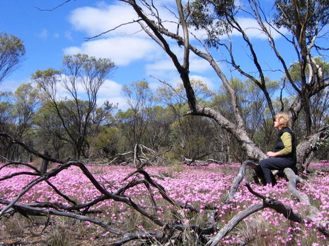 Talgomine Reserve - Tourism Canberra 1