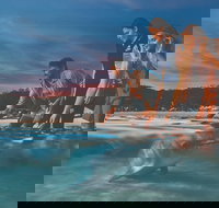 Tangalooma Wild Dolphin Feeding - Tourism Canberra