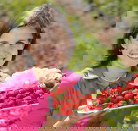 The Super Strawberry - Tourism Canberra