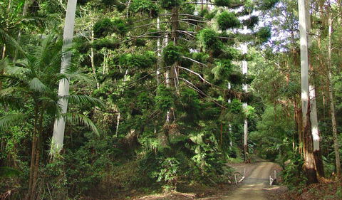 Way Way Creek Road Drive - Tourism Canberra 0
