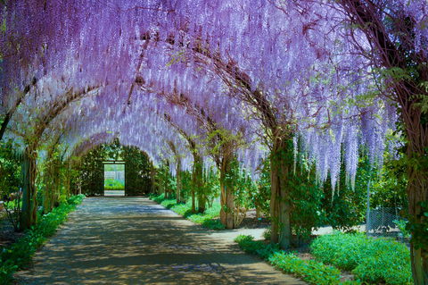 Alowyn Gardens And Nursery - Tourism Canberra 0