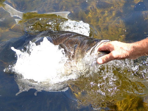 Barra Feeding - Tourism Canberra 1