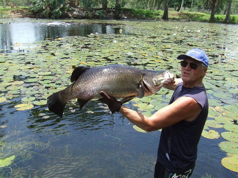 Barra Feeding - Tourism Canberra 2