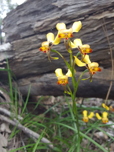 Dawn Atwell Nature Reserve - Tourism Canberra 0