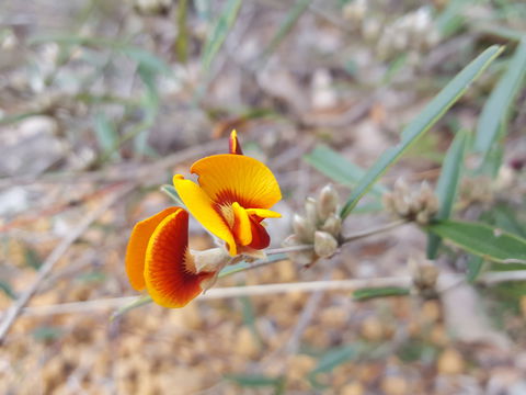 Dawn Atwell Nature Reserve - Tourism Canberra 1