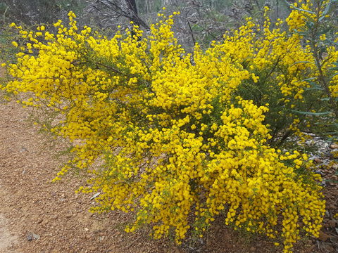 Dawn Atwell Nature Reserve - Tourism Canberra 2