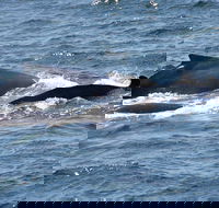 Gerringong Whale Watching Platform - Tourism Canberra
