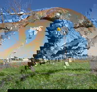 Greenough Leaning Trees - Tourism Canberra