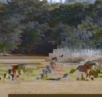 Great Nature Trail - Tourism Canberra