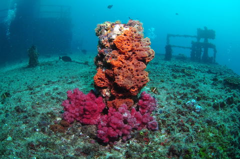 HMAS Brisbane Dive Site - Tourism Canberra 0