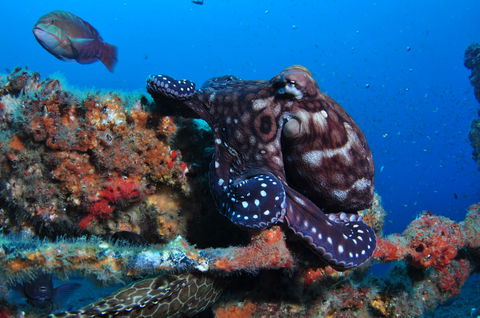 HMAS Brisbane Dive Site - Tourism Canberra 2