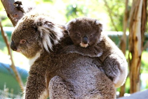 Koala Conservation Reserve - Tourism Canberra 0