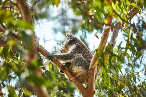 Koala Conservation Reserve - Tourism Canberra 1
