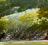 Lone Pine Koala Sanctuary - Tourism Canberra