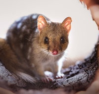 Mulligans Flat Woodland Sanctuary - Tourism Canberra