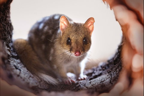Mulligans Flat Woodland Sanctuary - Tourism Canberra 0