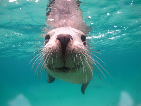 Seal Cove - Tourism Canberra 0
