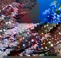 Smith Rock Dive Site - Tourism Canberra