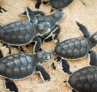 Turtle Nesting Season - Tourism Canberra