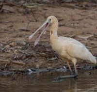 Bird watching at the Goan water hole - Tourism Canberra