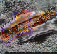 Curtin Artificial Reef Dive Site - Tourism Canberra