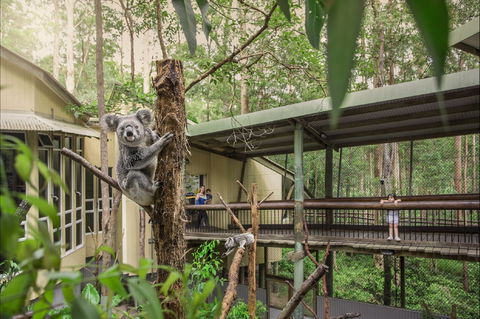 Daisy Hill Koala Centre - Tourism Canberra 0