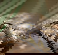 Discover Deadly - Tourism Canberra