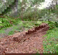 Forest Walking Track Gibraltar Range National Park - Tourism Canberra