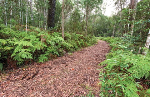Forest Walking Track, Gibraltar Range National Park - Tourism Canberra 0
