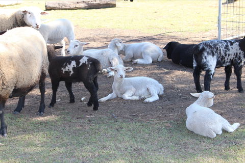 Haigslea EWE Nique Hobby Farm - Tourism Canberra 1