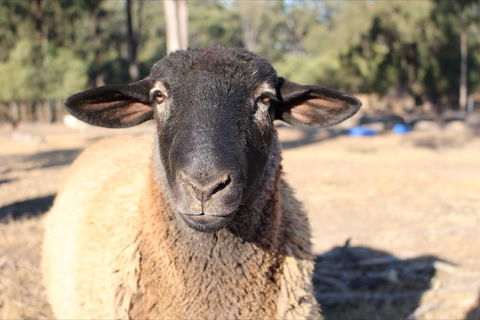 Haigslea EWE Nique Hobby Farm - Tourism Canberra 2