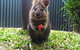 Kuranda Koala Gardens - thumb 1