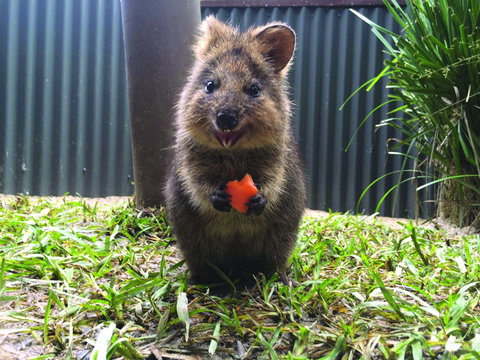 Kuranda Koala Gardens - Tourism Canberra 1