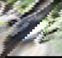 Lochern National Park - Tourism Canberra