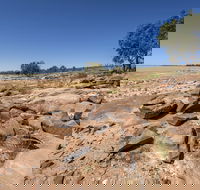 Peery Lake picnic area - Tourism Canberra