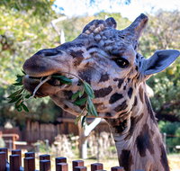 Perth Zoo - Tourism Canberra