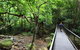 Rainforest Loop Walk, Budderoo National Park - thumb 0