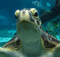 Reef HQ Aquarium - Tourism Canberra