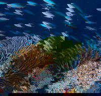 Southern Small Detached Reef Dive Site - Tourism Canberra